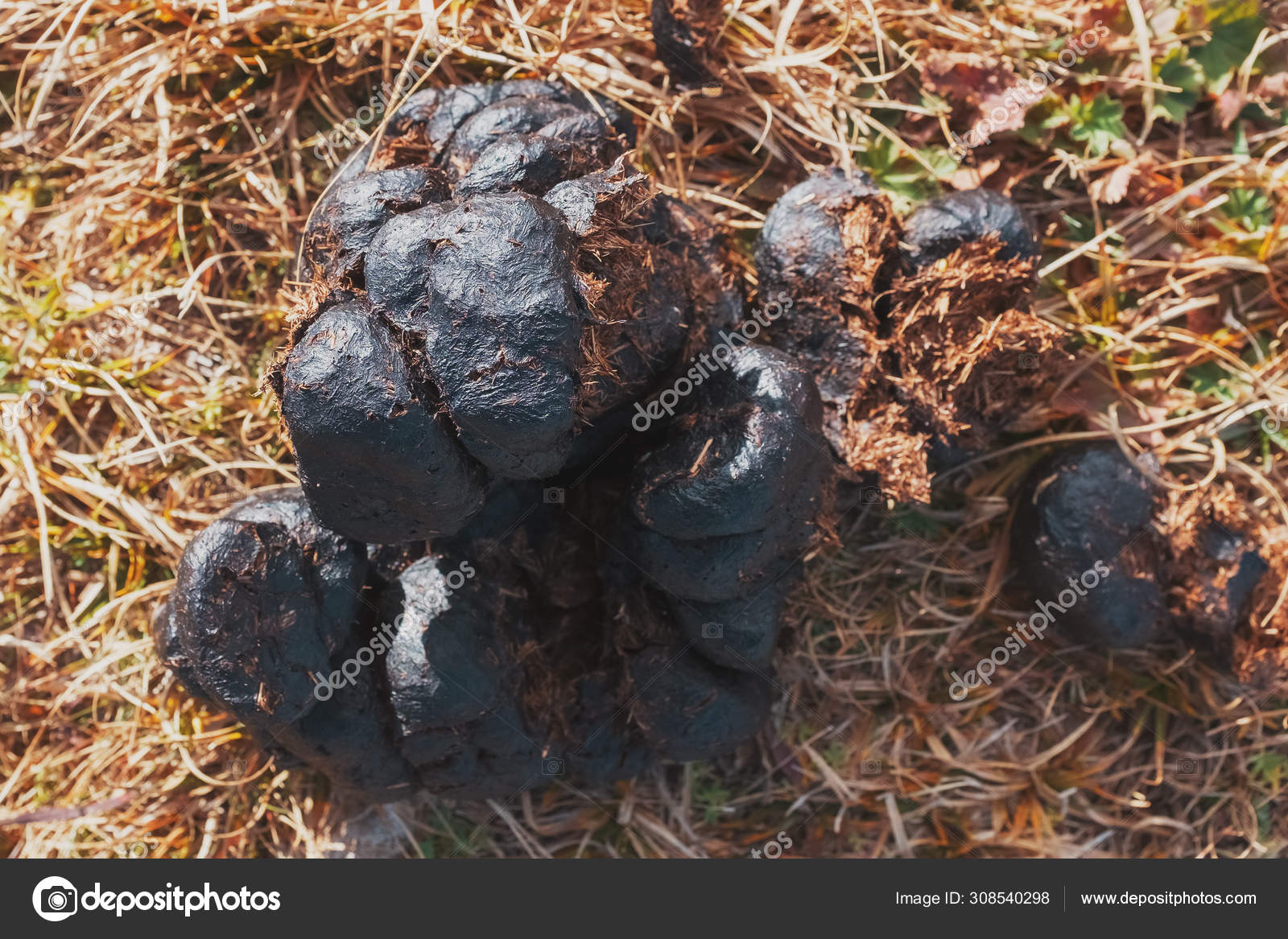 ᐈ Elk Poop Stock Pictures Royalty Free Faeces Images Download On Depositphotos ᐈ Elk Poop Stock Pictures Royalty Free Faeces Images Download On Depositphotos