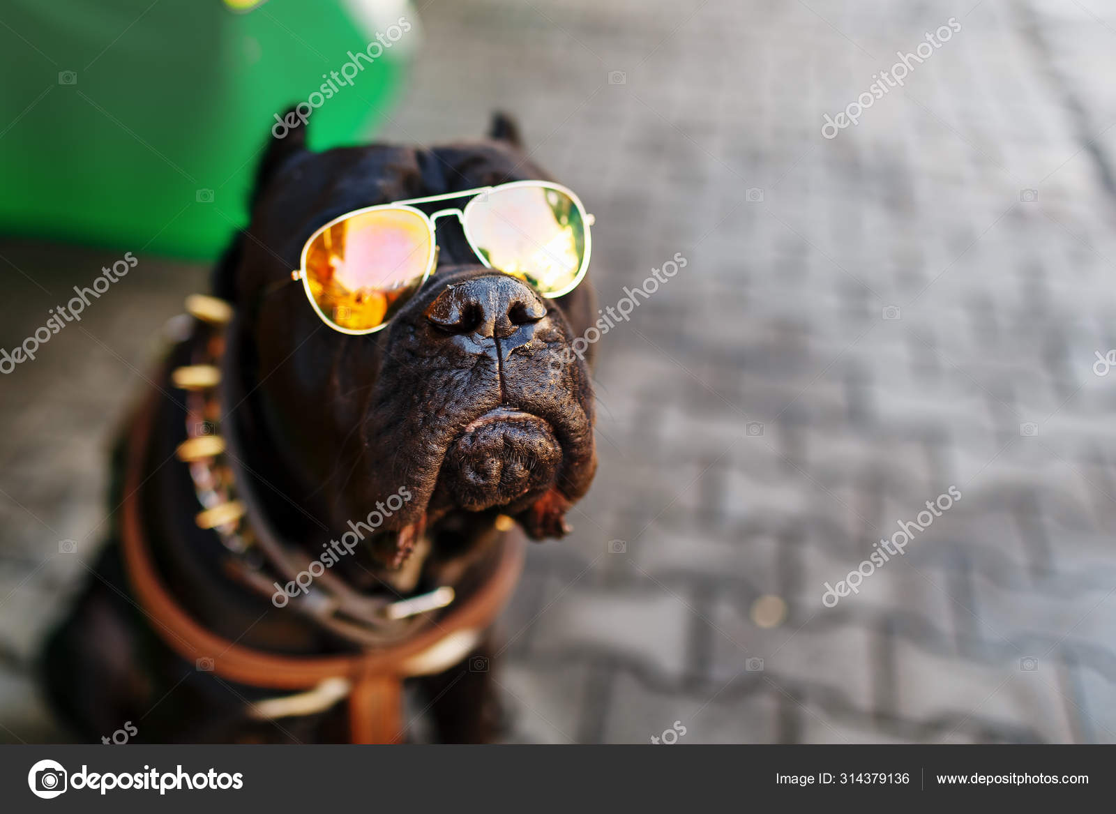 black dog sunglasses