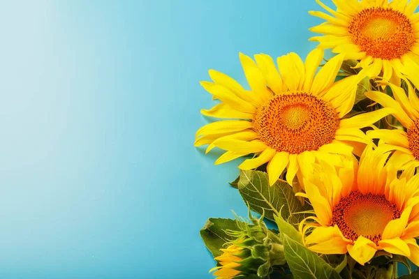 A bouquet of sunflower seed flowers on a blue background. Free space for copying, top view.