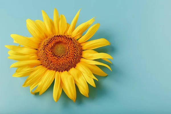 Sunflower flowers on a blue background, top view. Beautiful sunflowers.