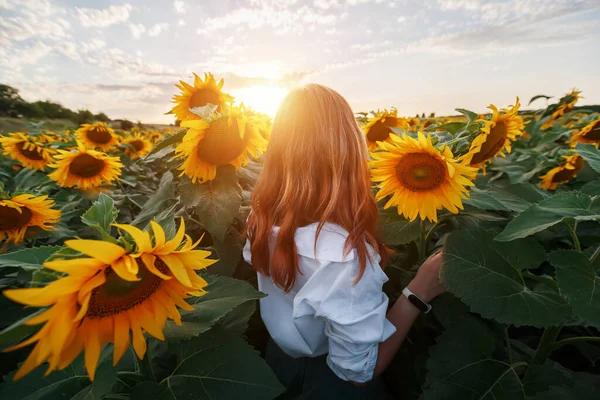 A red-haired girl in a field of sunflowers looks at the sunset. Sunset light, sunset in a field of sunflowers. Rear view of a young girl in the middle of a rural area of sunflowers at sunset.