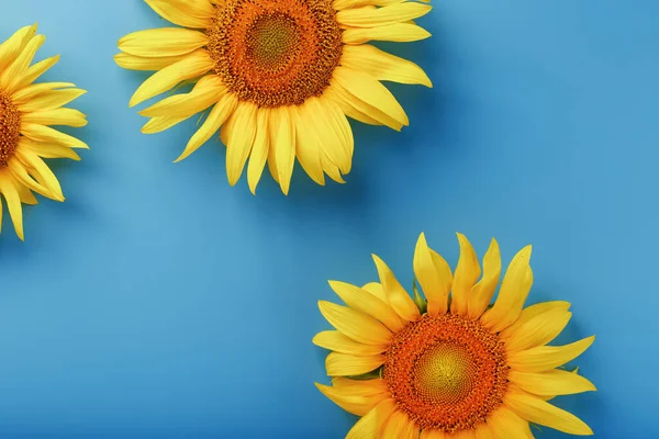 Sunflower flowers on a blue background, top view.