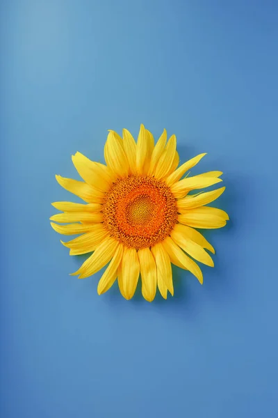 Sunflower flowers on a blue background, top view. Beautiful sunflowers.