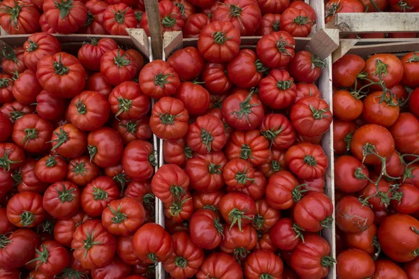 Los Tomates Oxheart Las Cajas Mercado —  Fotos de Stock