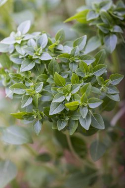 tatlı bir küçük yaprak fesleğen bitki