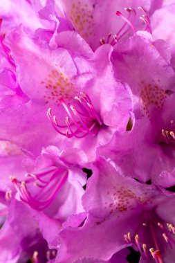 Bir azalee şelalesine yakın çekim