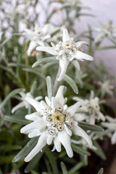 Edelweiss Flower Natural Background — Stock Photo, Image