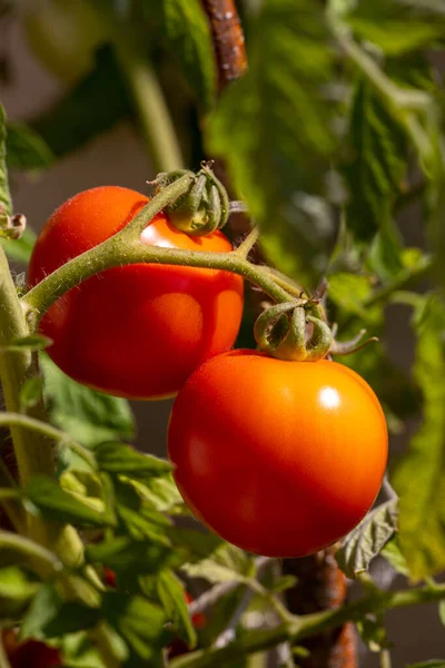 Olgun domatesler.