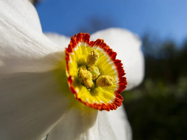 Narcissus flower on the background of greenery and sky — Stock Photo, Image