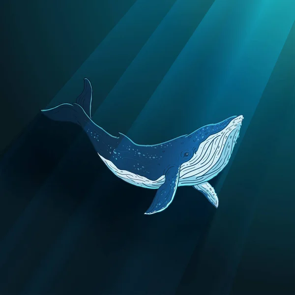 Εικονογράφηση Φορέας Γαλάζια Φάλαινα — Διανυσματικό Αρχείο