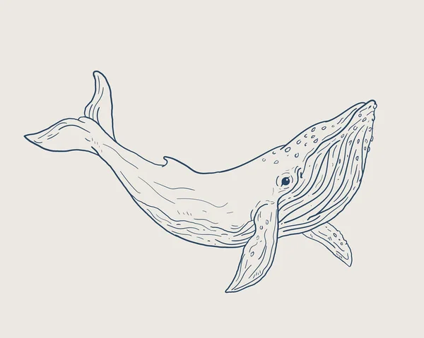 Γαλάζια Φάλαινα Γραμμικός Εικονογράφηση Διάνυσμα Royalty Free Διανύσματα Αρχείου
