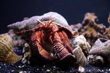 Okyanusta su altında bir yengeç görünümü