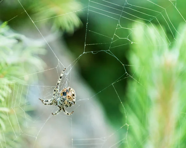 spider in the garden making a web