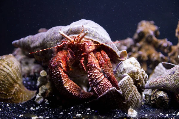 Okyanusta su altında bir yengeç görünümü