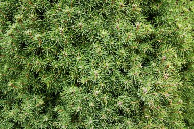 yaprak dökmeyen bir ağaçtan iğneler