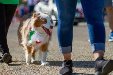 sahibi ile bir yürüyüşte sevimli köpek