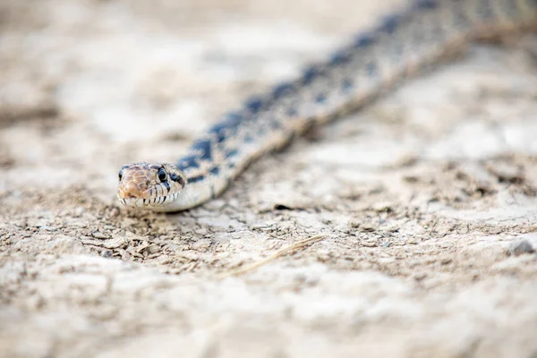 Bir yılan başı yukarıda yerde yatar. Yılan küçük ve siyah beyaz deseni var.