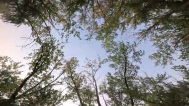 Gökyüzünde kırık bir dalı olan bir ağaç görülür. Gökyüzü mavi ve güneş parlıyor.