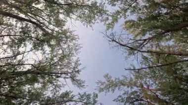 Ağaçları ve açık mavi gökyüzü olan bir orman. Gökyüzü bulutlarla dolu ve ağaçlar uzun ve yeşil