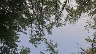 Gökyüzü mavi ve ağaçlar yeşil. Ağaçlar uzun ve gökyüzü berrak