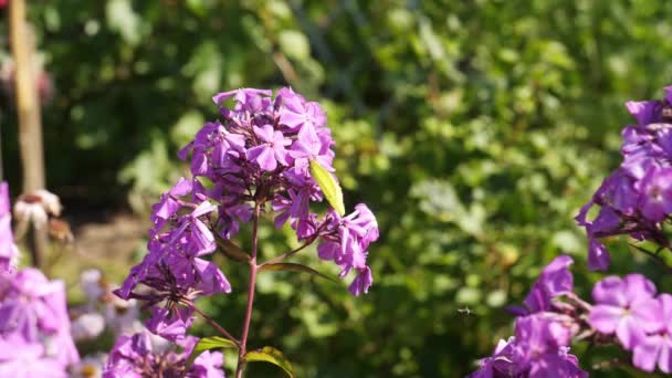 Butterfly Fly Garden Slow Motion Movi Sound — Stock Video