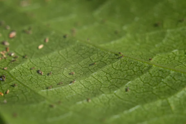 Trikhogramma parazit equestrians-yaytseedov ailesi. Trikhogramma'nın boyutu 0,3-0, 5 mm dir. Tarım, ispolnut haşere kontrolü için faydalı böcekler.