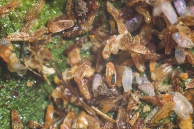 Yumurta bir leaftrikhogramma'nın boyutu üzerinde döşeme 0,3-0, 5 mm olduğunu. Tarım, ispolnut haşere kontrolü için faydalı böcekler.