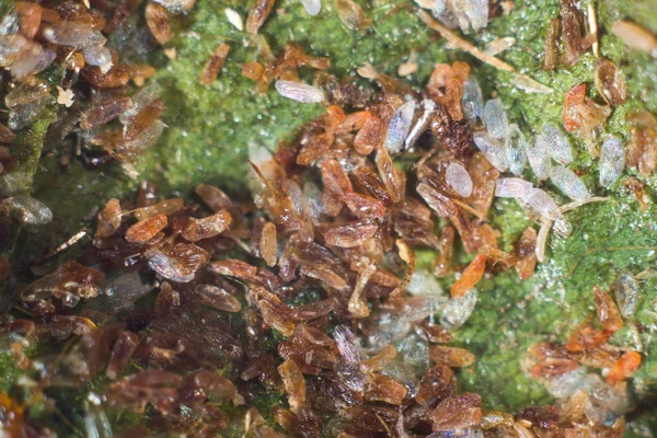 Kladení Vajec Leaftrikhogramma Velikost 5Mm Užitečný Hmyz Zemědělství Ispolnut Pro — Stock fotografie