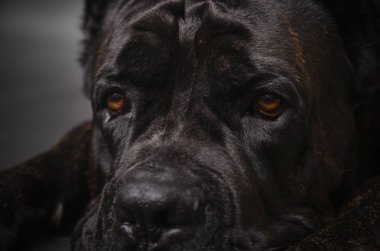 Büyük köpek koruma doğurmak için Cana korso.