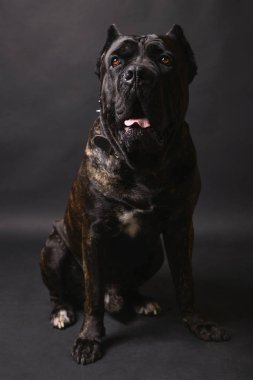 Büyük köpek koruma doğurmak için Cana korso.