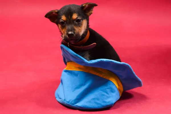 Kırmızı bir arka plan üzerinde eğlenceli küçük yavru.