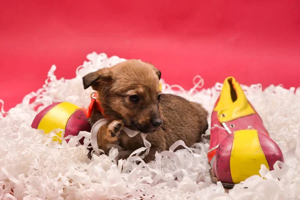 Kırmızı bir arka plan üzerinde eğlenceli küçük yavru.