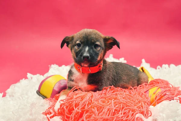 Kırmızı bir arka plan üzerinde eğlenceli küçük yavru.