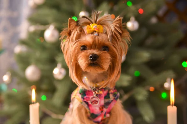 Yorkshire korkunç, bir bit ve bir neşeli Noel ve yeni yıl güzel bir köpeği bir Noel ağacı ve büyük saatin arka planı iç