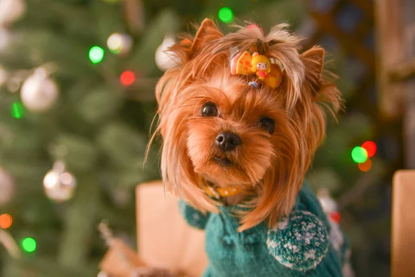 Yorkshire Terrier Peu Beau Chien Dans Noël Festif Intérieur Nouvel — Photo