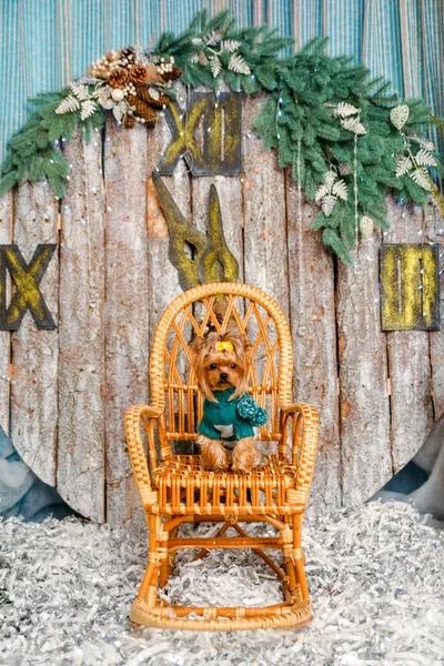 Yorkshire korkunç, bir bit ve bir neşeli Noel ve yeni yıl güzel bir köpeği bir Noel ağacı ve büyük saatin arka planı iç