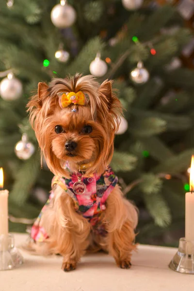 Yorkshire korkunç, bir bit ve bir neşeli Noel ve yeni yıl güzel bir köpeği bir Noel ağacı ve büyük saatin arka planı iç