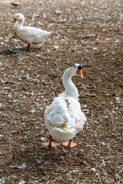 Steht Eine Gans Mit Dem Gesicht Nach Hinten Weit Vorne — Stockfoto