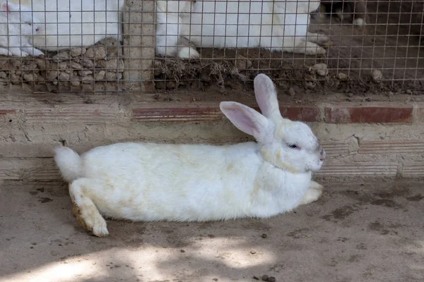 Ein Zerlumptes Weißes Kaninchen Das Auf Dem Boden Neben Dem — Stockfoto