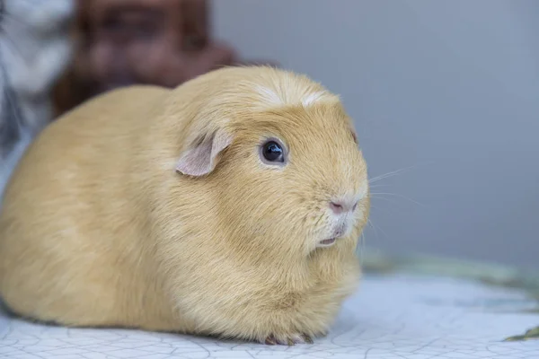 Light Brown Cute Cavia Porcellus Guinea Pig Sit Back Relax — Stock Photo, Image