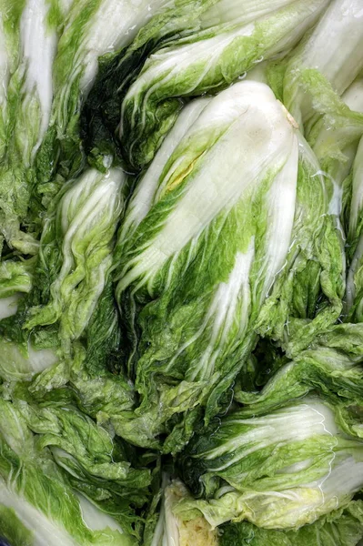 Cabbage soaked in brine until saturated Prepare for the pickling process. To make kimchi, Korean food — Stock Image Cabbage Soaked Brine Saturated Prepare Pickling Process Make Kimchi Korean Stock Picture