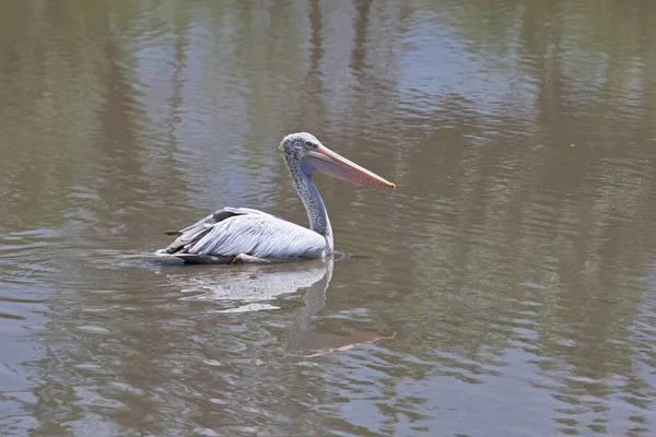 Ein Pelikan Schwimmt Einem Sonnigen Tag Einem See — Stockfoto