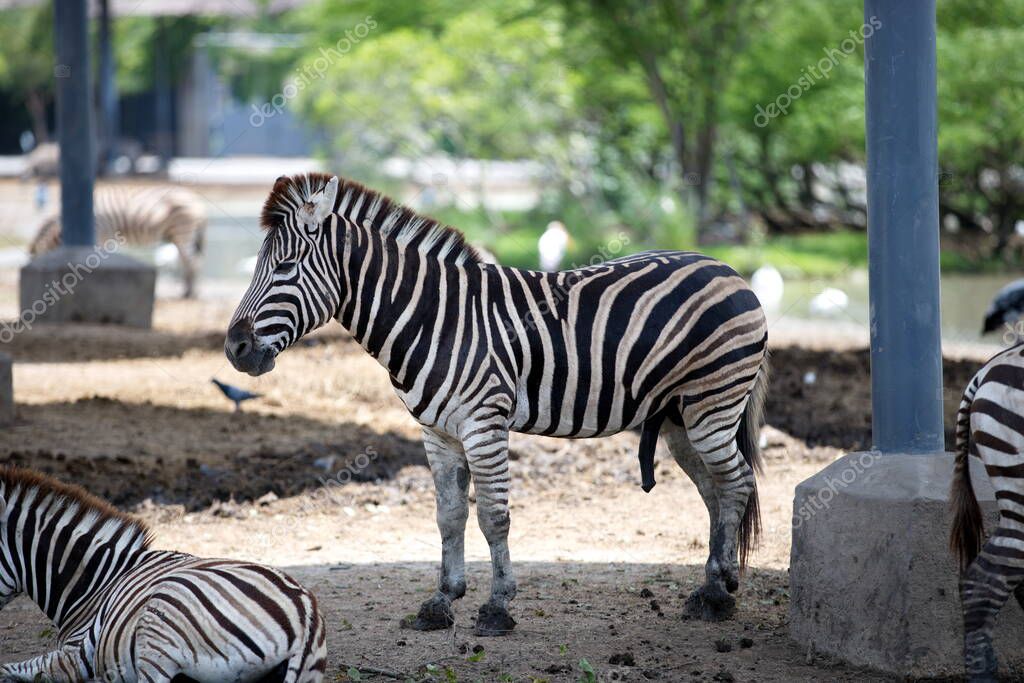 Penis size zebra What is