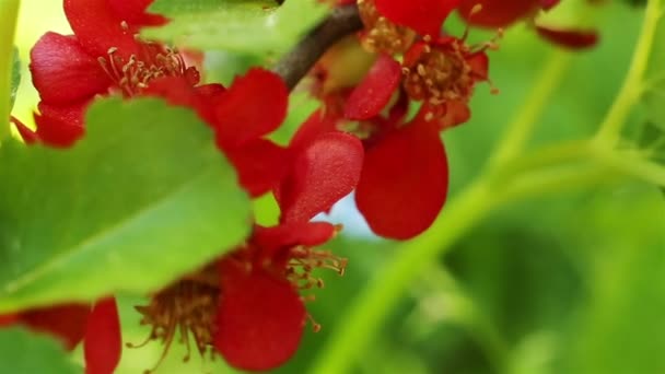 Blooming quince. Cydonia oblonga — Stock Video