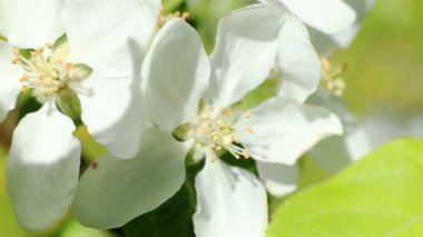Çiçek açması elma ağacı. Makro beyaz çiçek rüzgar vurdu.