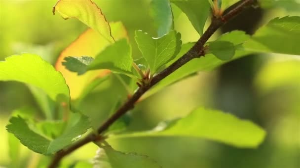 春の時間性質。新鮮な緑の葉のマクロ撮影. — ストック動画