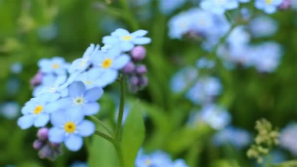 Forget-me-not closeup clip. Beautiful flowers. — Stock Video