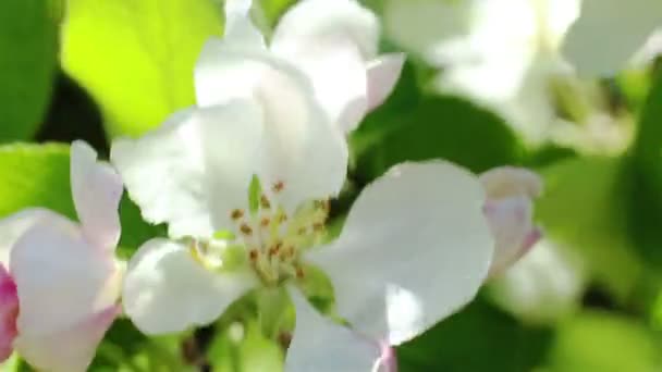 Blossoming apple tree. Macro shot white flower on the wind — Stock Video