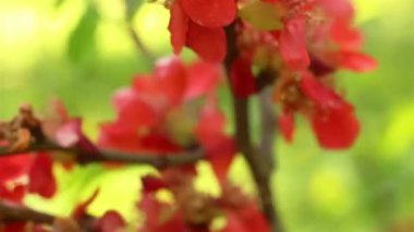 Blooming quince. Cydonia oblonga