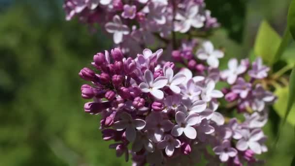 Schönes Makrovideo einer lila Fliederblume, die blüht. — Stockvideo